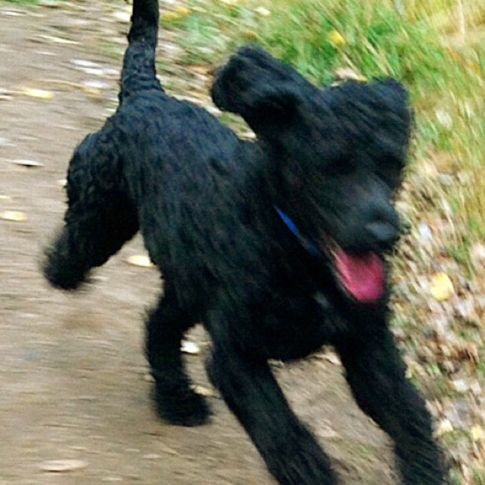 Meet your Posher, Miles